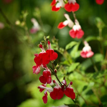 Salvia x jamensis 'Hot Lips'