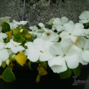 Impatiens walleriana 'FIESTA White'