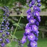 Delphinium 'Delphi's Power' - Ridderspoor