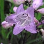 Penstemon digitalis 'Joke' - Slangekop