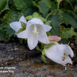 Campanula troegerae - Klokjesbloem