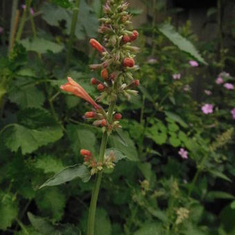 Agastache aurantiaca 'Apricot Sprite'