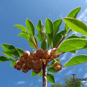 Enkianthus campanulatus