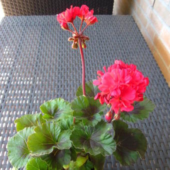 Pelargonium 'Black Knight'