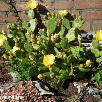 Opuntia humifusa