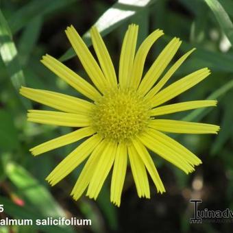 Buphthalmum salicifolium