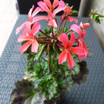 Pelargonium 'Dresden Pink'