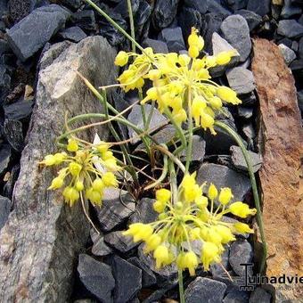 Allium flavum