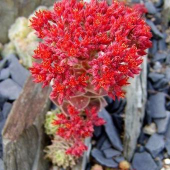 Rosularia sempervivoides