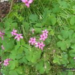 Oxalis articulata subsp. rubra - Klaverzuring