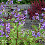 Penstemon gormanii  - Slangekop