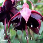 Fuchsia 'Maxima' - Bellenplant