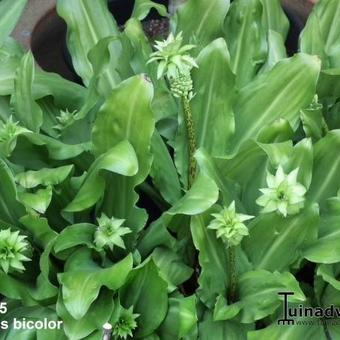 Eucomis bicolor