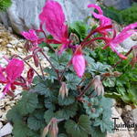 Pelargonium endlicherianum - Geranium