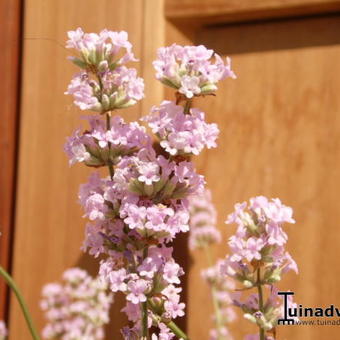 Lavandula angustifolia 'Felice Pink'