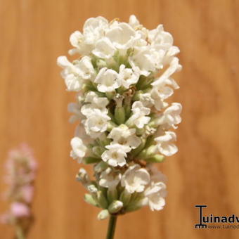 Lavandula angustifolia `Felice White`