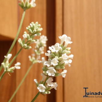 Lavandula angustifolia `Felice White`