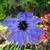 Catananche caerulea