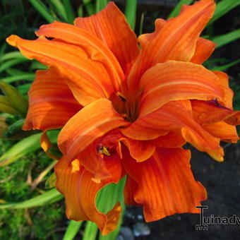 Hemerocallis fulva 'Flore Pleno'