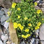 Potentilla eriocarpa - Vijfvingerkruid