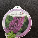 Buddleja davidii FREE PETITE 'Dark Pink' - Vlinderstruik, dwergvlinderstruik