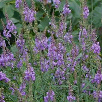 Linaria purpurea