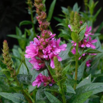 Lythrum virgatum 'Dropmore Purple'