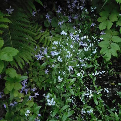 Moeras vergeet-mij-niet - Myosotis palustris