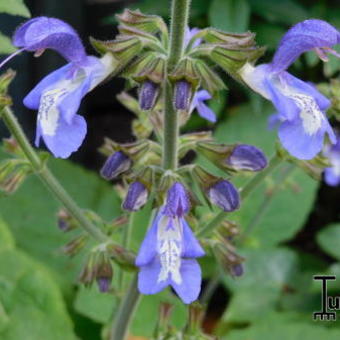 Salvia forsskaolei