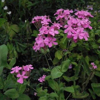 Silene armeria