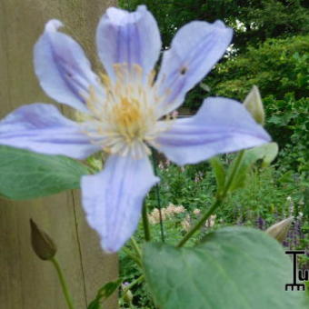 Clematis 'Blue River'