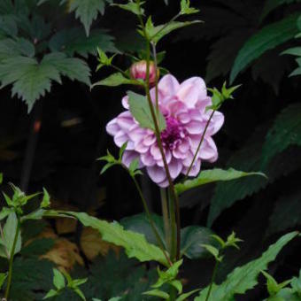 Dahlia 'Creme de Cassis'