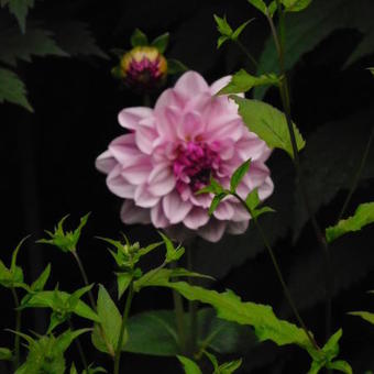 Dahlia 'Creme de Cassis'