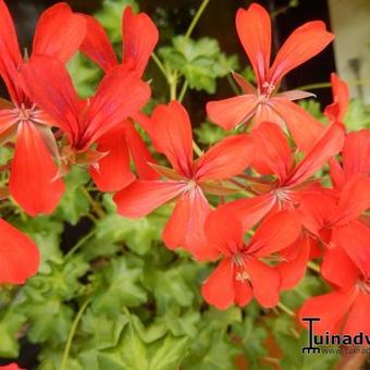 Pelargonium Villetta 'Orange'