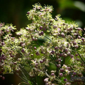 Thalictrum 'Anne'