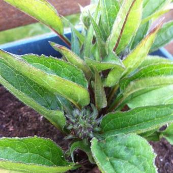 Echinacea '4th of July'