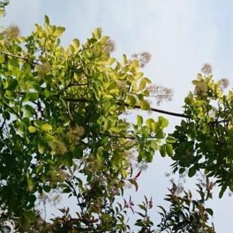 Cotinus coggygria 'Golden Spirit'