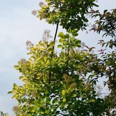 Cotinus coggygria 'Golden Spirit' - Pruikenboom