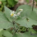 Solanum nigrum subsp. nigrum - Zwarte nachtschade