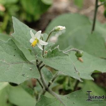 Solanum nigrum subsp. nigrum