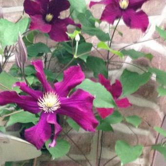 Clematis 'Warszawska Nike'