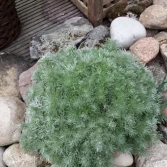 Artemisia schmidtiana 'Nana'