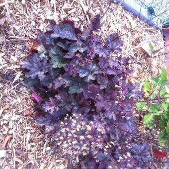 Heuchera 'Can-Can'