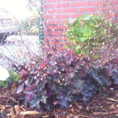 Purperklokje - Heuchera 'Can-Can'