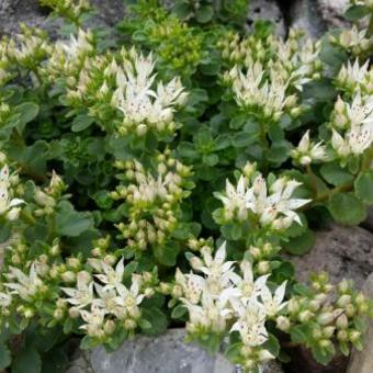 Sedum spurium 'Album Superbum'