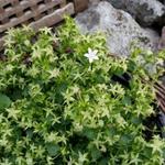 Campanula Addenda 'White Star' - Klokjesbloem