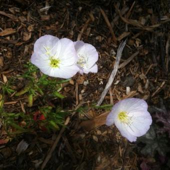 Oenothera speciosa 'Siskiyou'