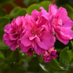 Pelargonium 'Joseph Warren' - Geranium