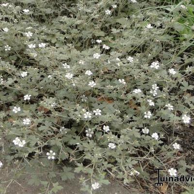 Ooievaarsbek - Geranium sessiliflorum 'Sanne'