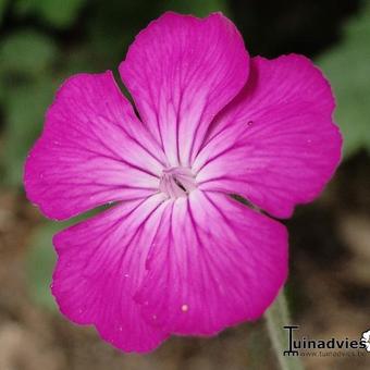 Lychnis coronaria 'Atrosanguinea'